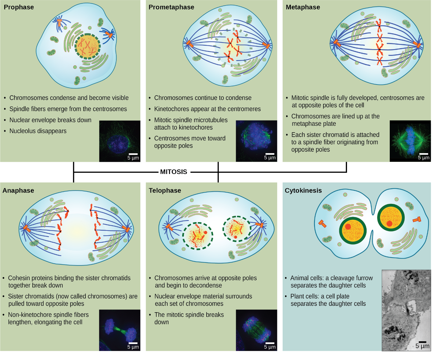 Five stages of karyokinesis.