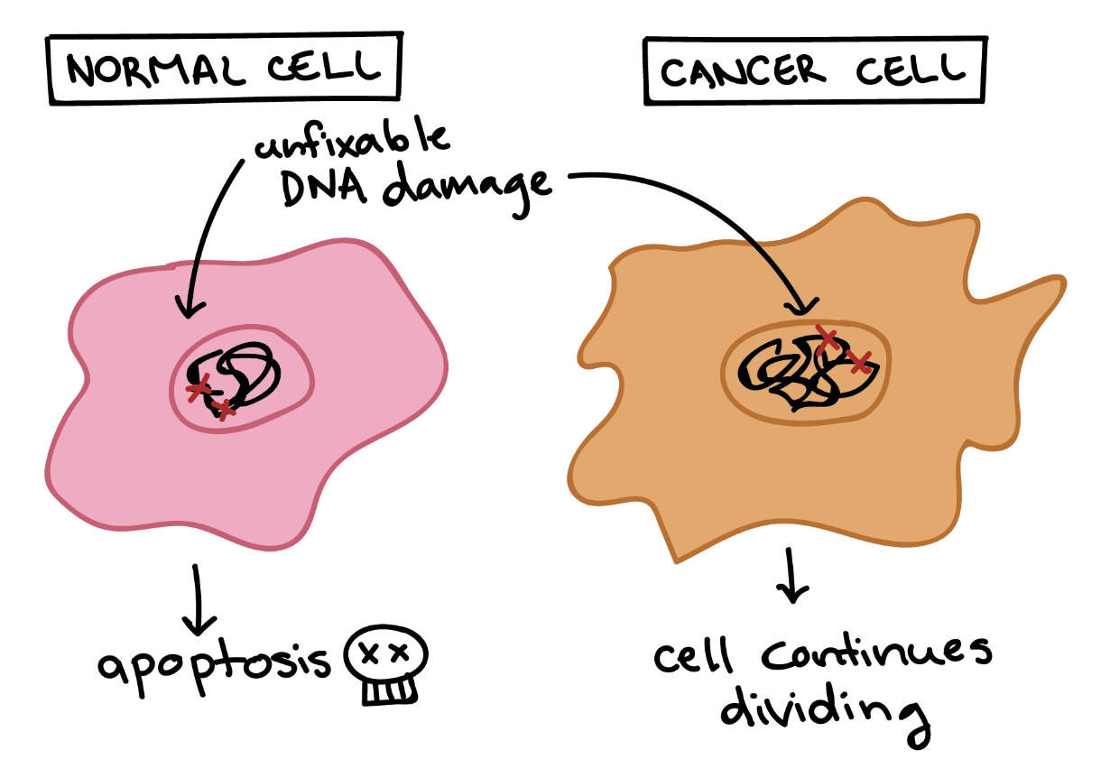 Cell division in normal and cancer cells