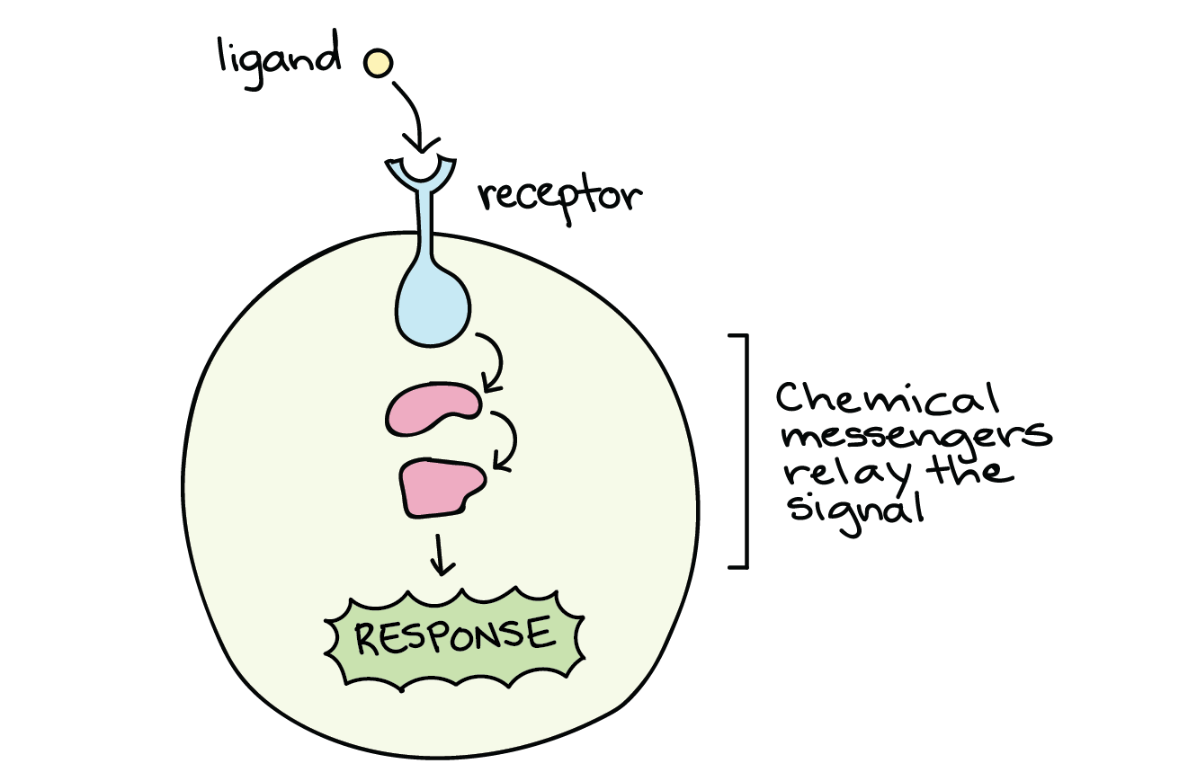 What happens after a ligand binds to a receptor.