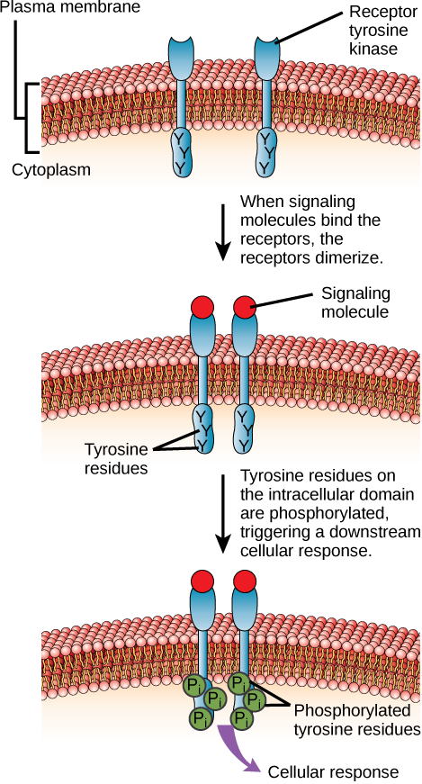 Tyrosine kinase family of receptors