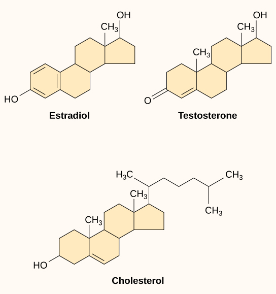 Chemical models of estradiol, testosterone, and cholesterol.