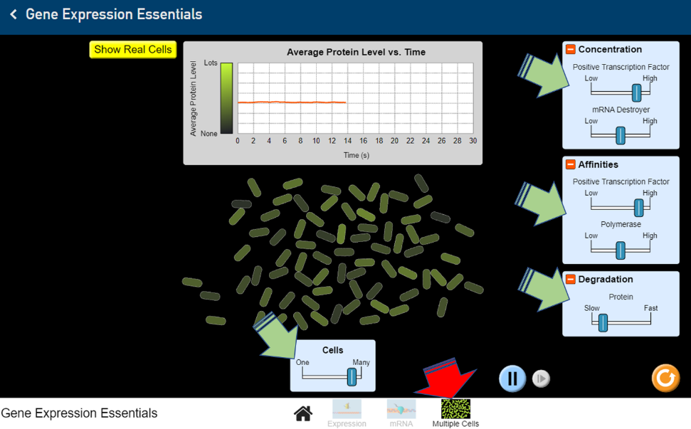 Gene Expression Essentials in multiple cells.