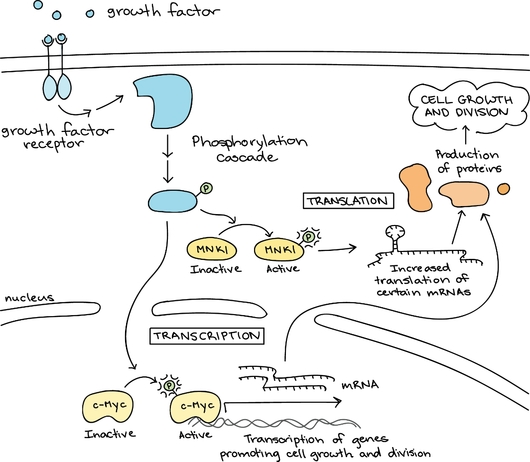 Cellular responses to growth factor signalling.