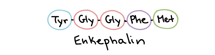 Enkephalin model.