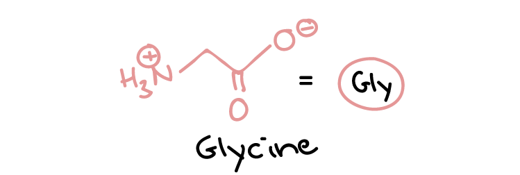 Glycine model.