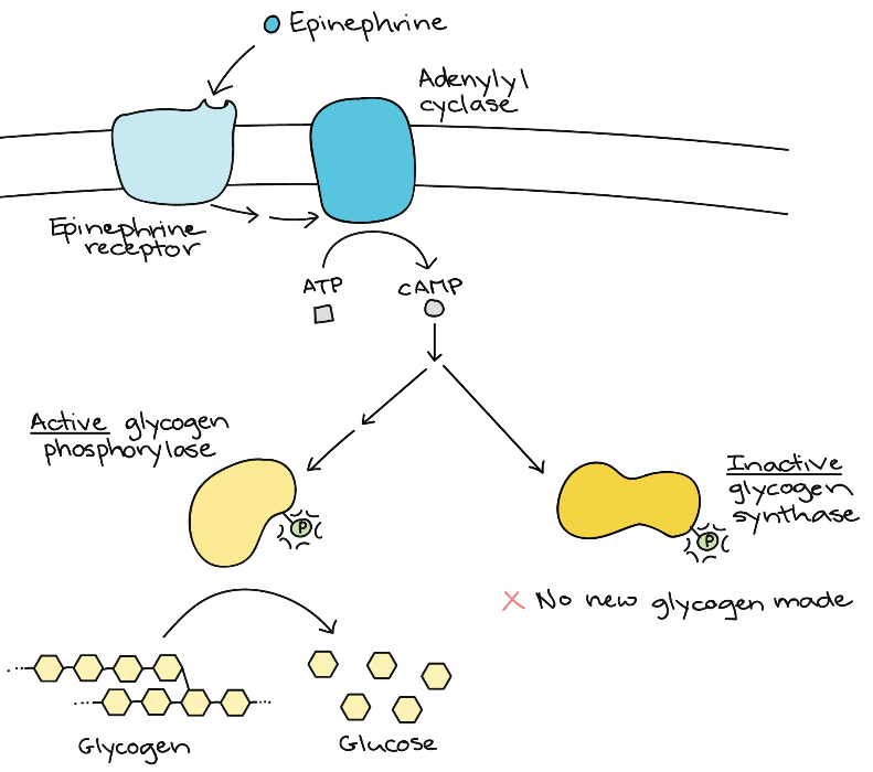 Epinephrine signalling in muscle cells.