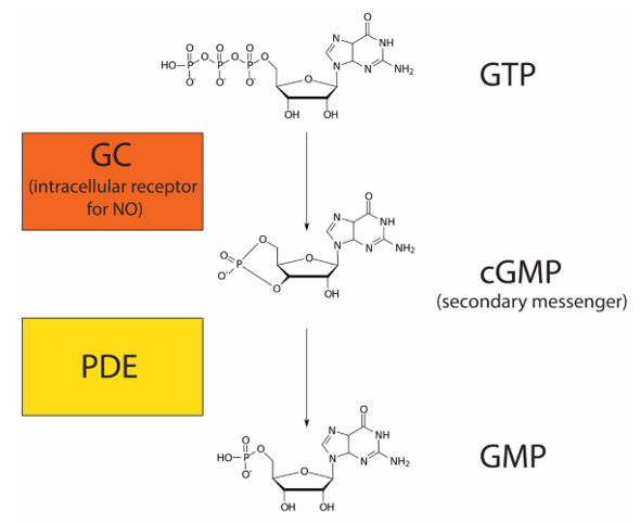 Guanylyl Cyclase and cGMP molecular models.