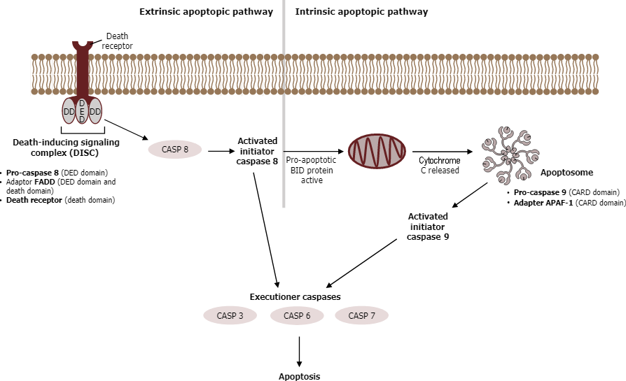 Intrinsic versus extrinsic apoptosis pathways