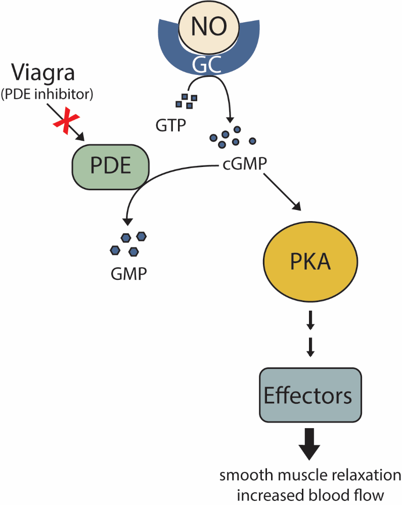 Nitric oxide cell signaling and Viagra.