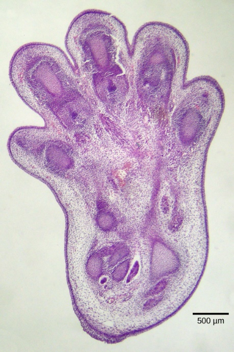 A micrograph showing the tissue between a mouse embryo's toes.