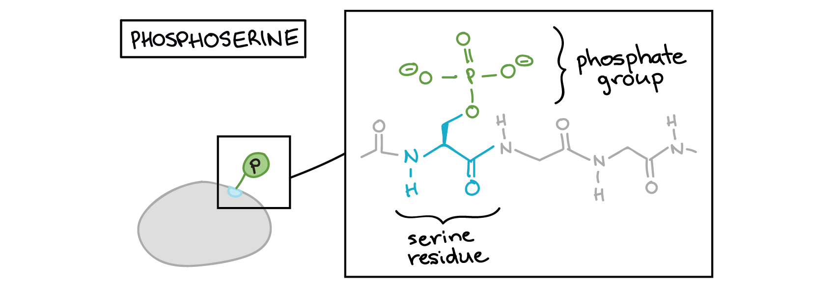 A phosphate group added to serine residue to form phosphoserine.