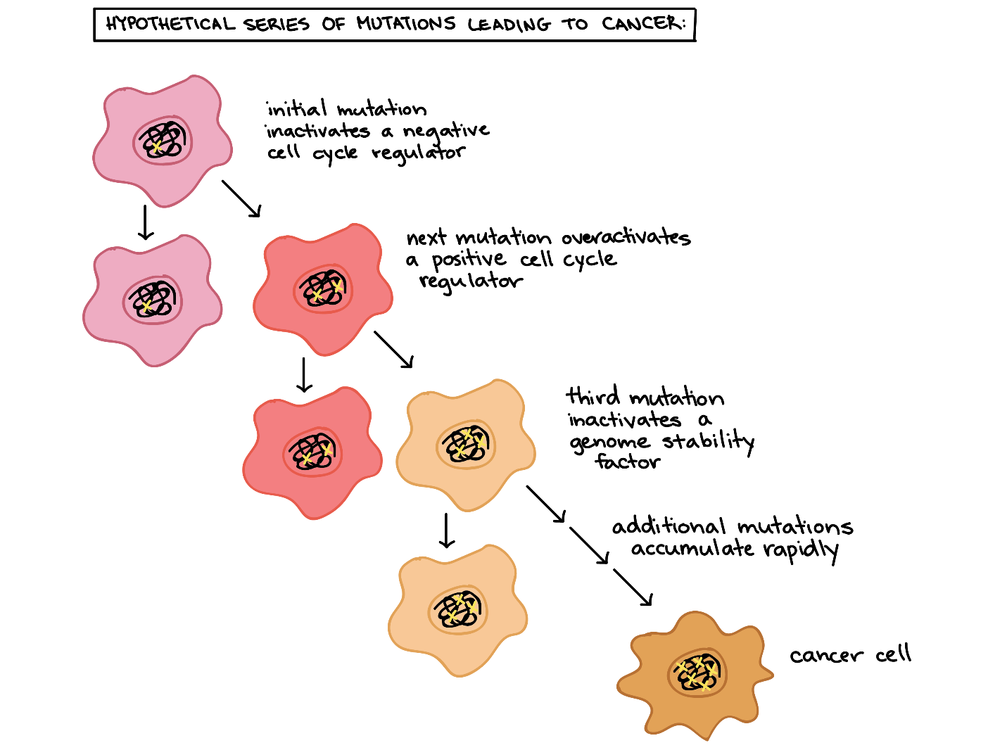 Hypothetical series of mutations that might lead to cancer development.