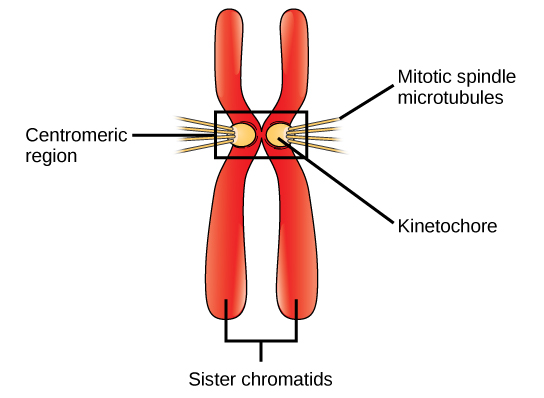 A condensed metaphase chromosome is made up of two sister chromatids, a centromeric region, two kinetochrores, and mitotic spindle microtubules.