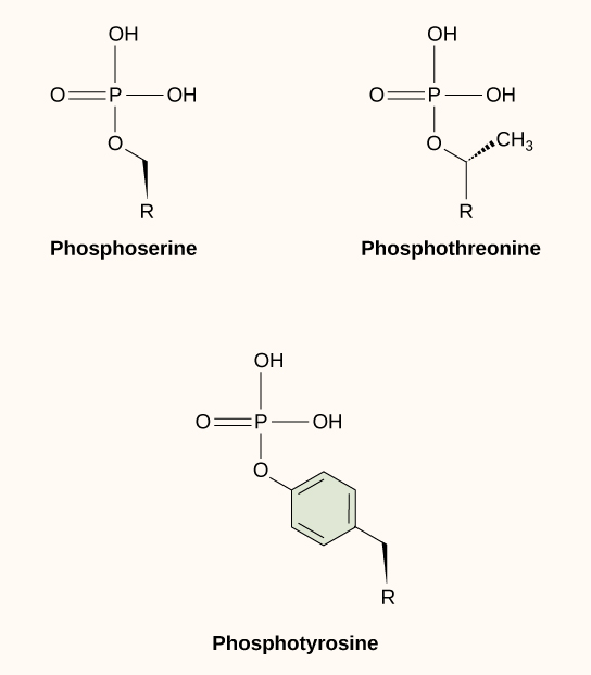 Molecular models of phosphoserine, phosphotheronine, and phosphotyrosine.