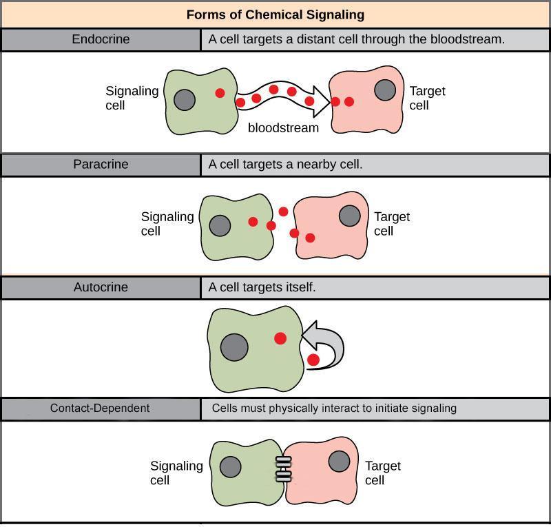 Forms of chemical signaling.