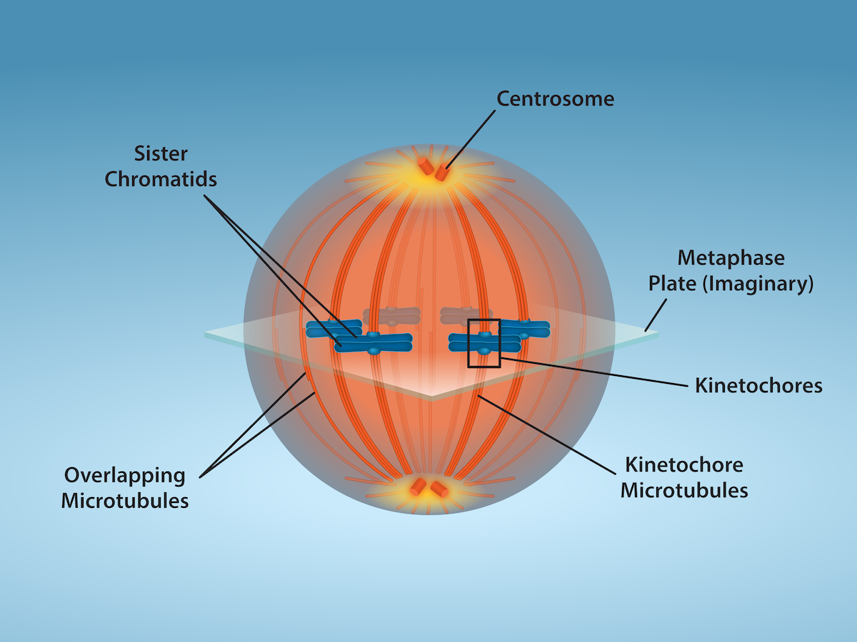 A mitotic cell at metaphase.