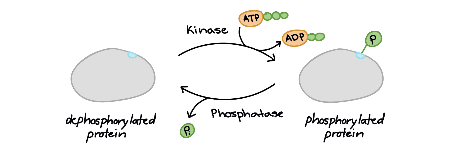 A protein can go back and forth between dephosphorylated and phosphorylated.