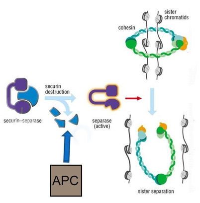 Regulation of sister chromatid separation during anaphase.