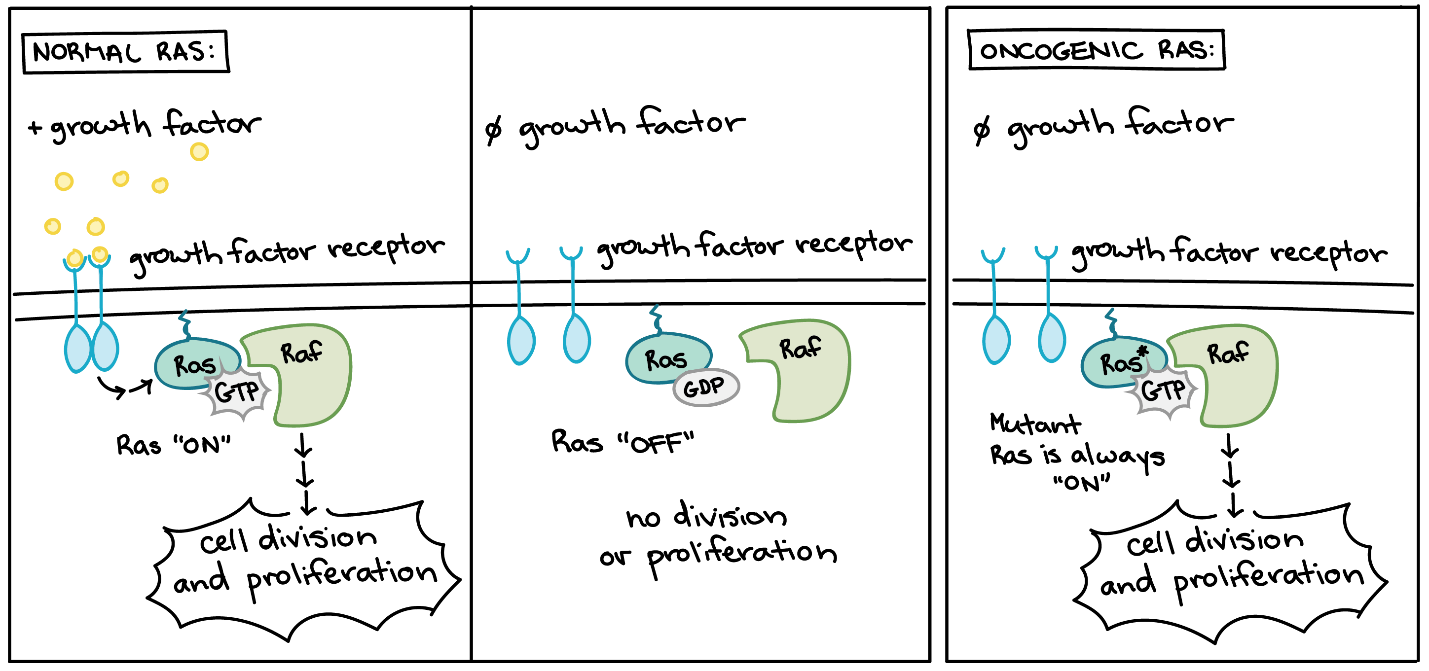 Normal versus oncogenic RAS.