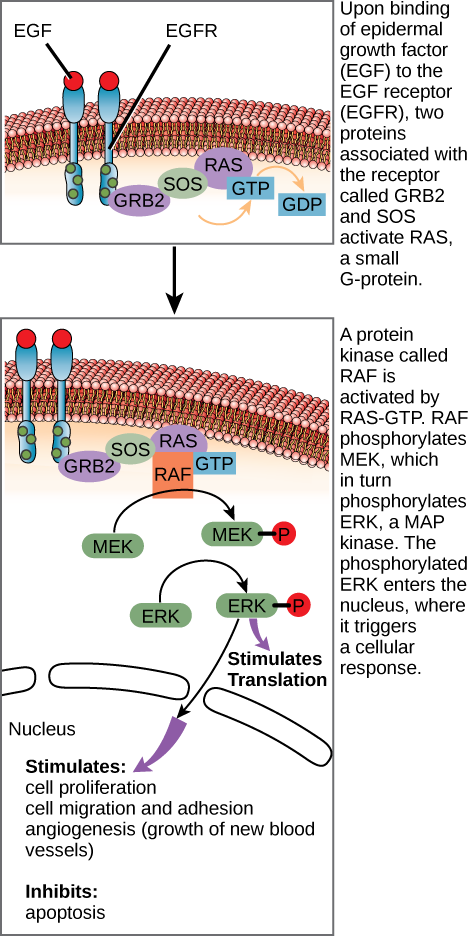 The epidermal growth factor receptor.