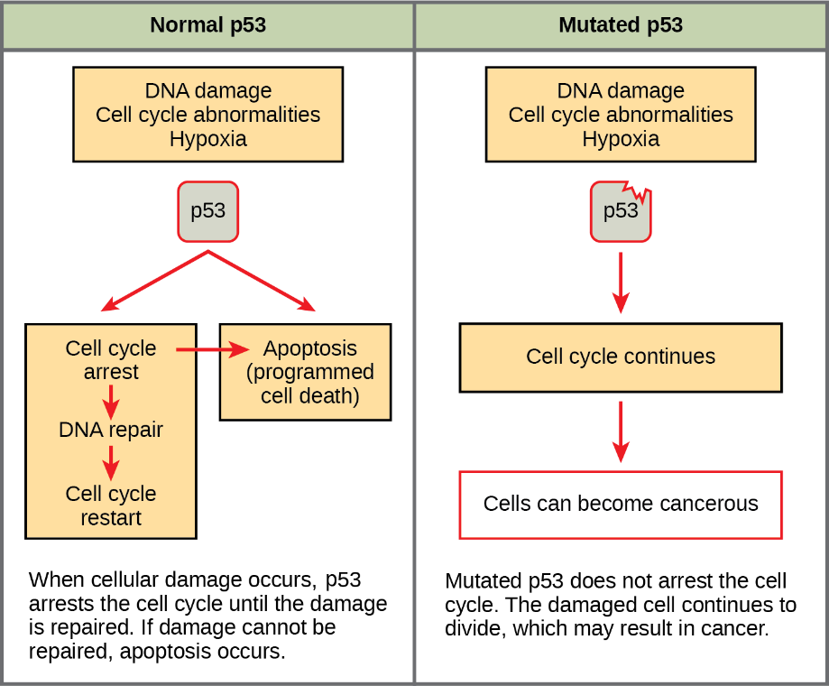 Normal versus mutated p53.