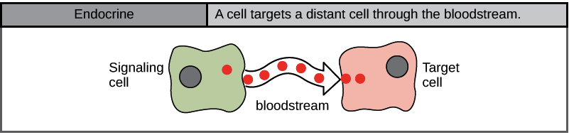 Endocrine signaling.