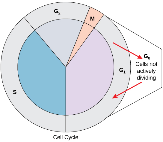 A circle diagram showing where the G0 phase is located in the cell cycle.