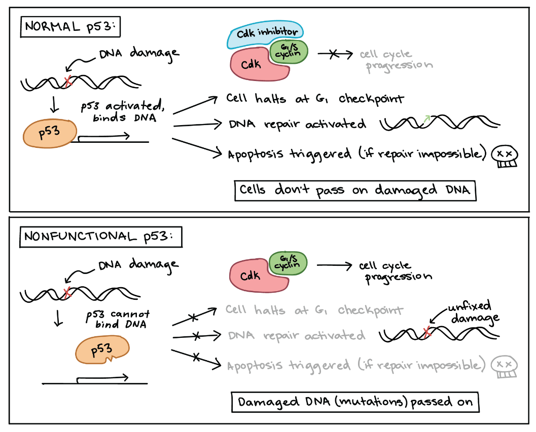 Normal versus nonfunctional p53.