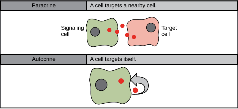 Paracrine and autocrine signaling.