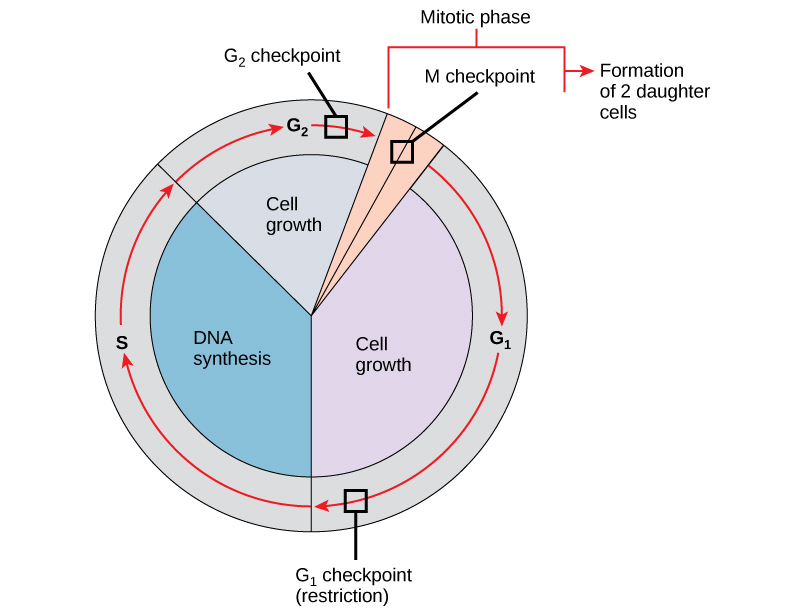 A circle diagram showing where the checkpoints are located in the cell cycle.