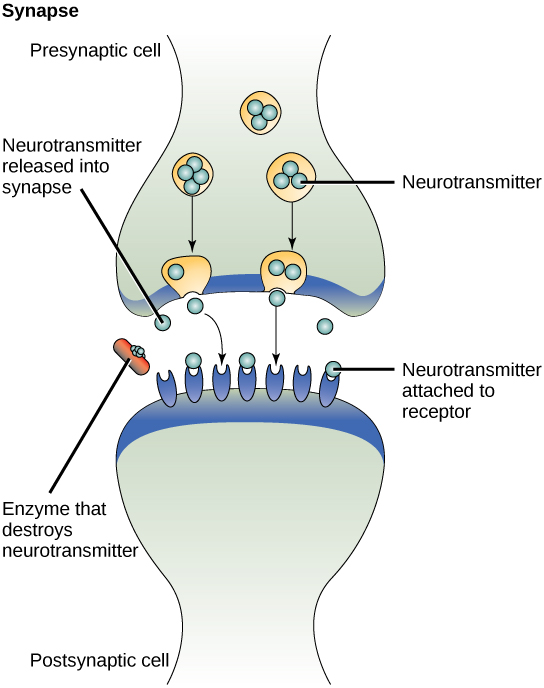 Neurotransmitters crossing the chemical synapse.