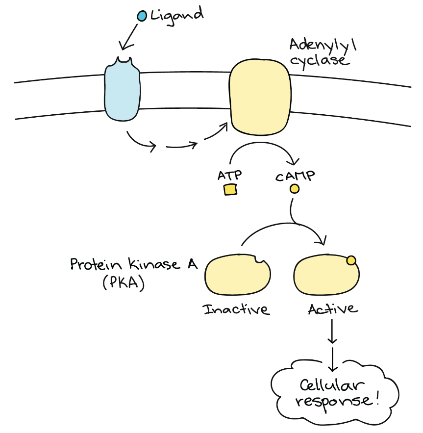 The enzyme adenylyl cyclase uses ATP to synthesize cAMP. cAMP binds to protein kinese A to create a cellular response.