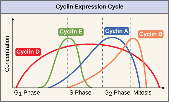 The cyclin expression cycle.