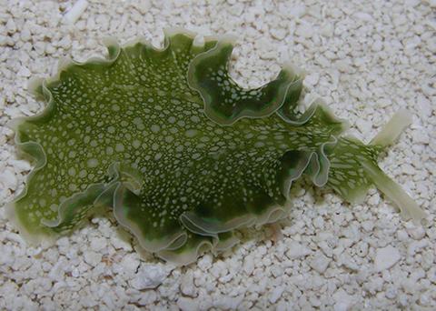 Elysia crispata, commonly known as the “lettuce sea slug.”
